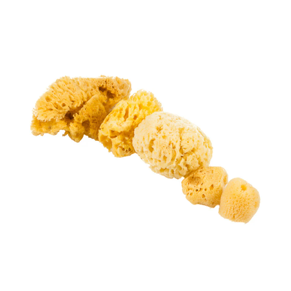Jakar Natural Sea Sponge Assorted Set of 6 - Image 3